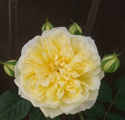 rosa_english_park_charlotte (1)