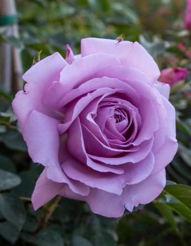 rosa-floribunda-love-song-krupnyy-plan (1)