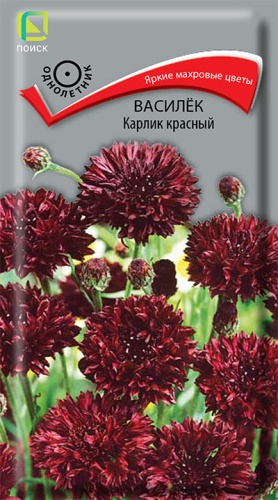 vasilek_krasny_karlik