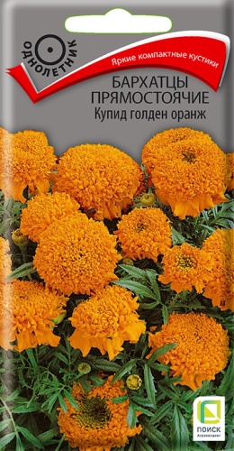 barhatsy_pryamost_kupi_golden_orange