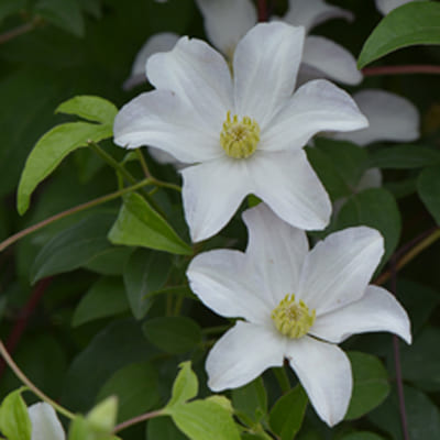 cl_clematis_huldine (1)