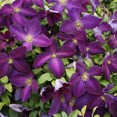 cl_clematis_jackmanii_purpurea (1)
