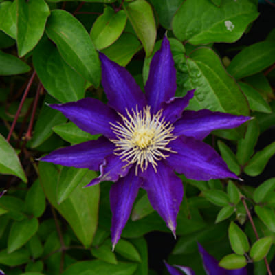 cl_clematis_hakuookan (1)