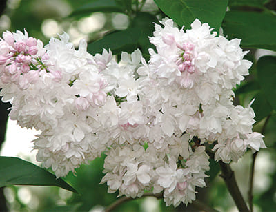 siren_obyknov_krasavica_msc (1)