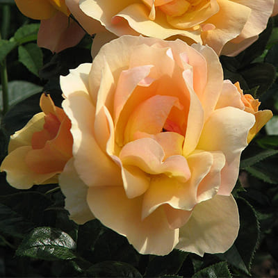 rosa_floribunda_hanzeshtadt_rostok (1)