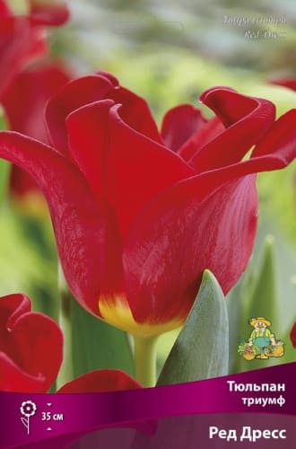 tulpan_triumf_red_dress_kaper (1)