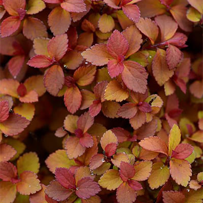 spirea_japan_zen_spirit_caramel (1)