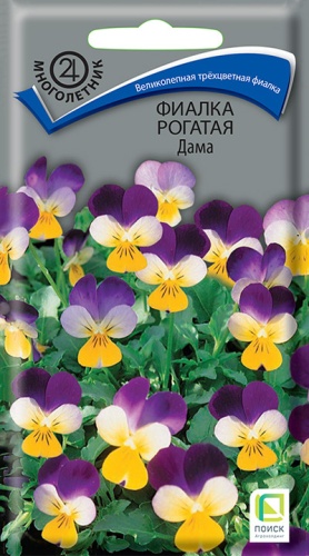 fialka_rogataya_dama (1)