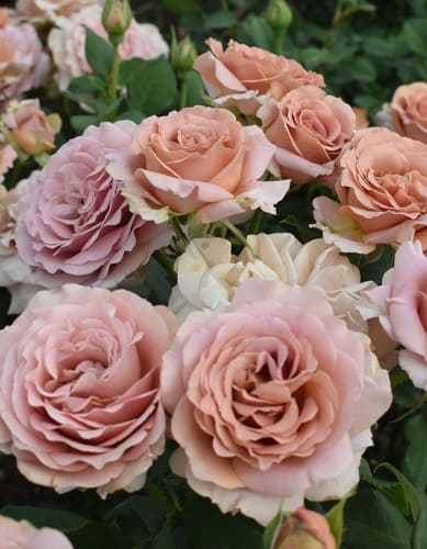 rosa-floribunda-mokarosa-tsvetenie (1)