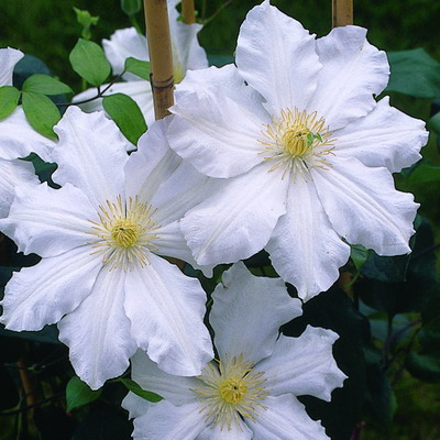 cl_clematis_toki