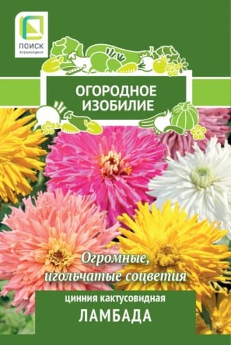 cinnia_kaktus_lambada_og_izob (1)