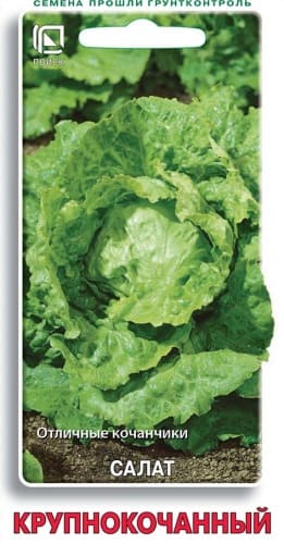 salat_krupnokochanny (1)