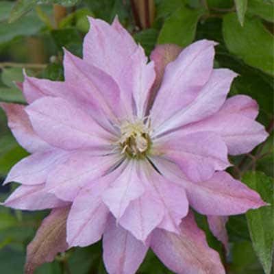 cl_clematis_violet_elizabeth (1)
