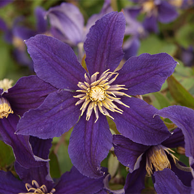 cl_clematis_hudson_river (1)