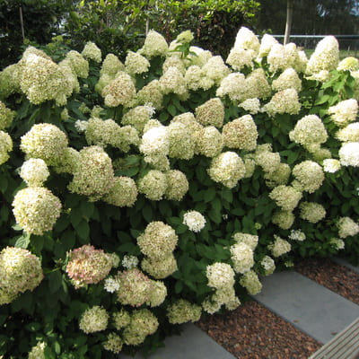 gorten_metel_fantom (1)