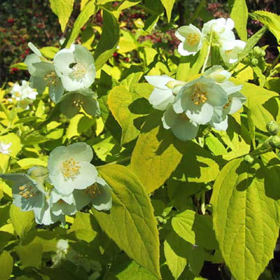 zhasmin_sadov_aureus (1)