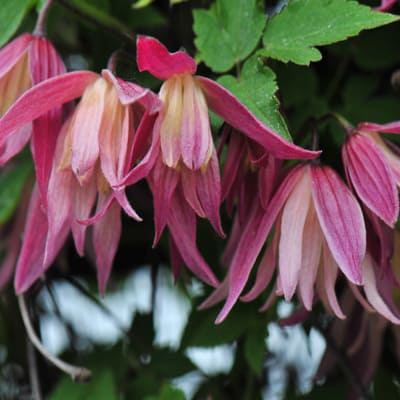 cl_clematis_janny (1)
