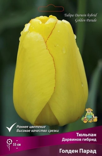 tulipan_darvinov_gibrid_golden_parad_kaper