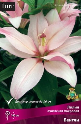 image (33)