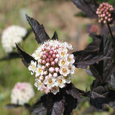 puzireplodnik_kalinolist_diabolo (1)