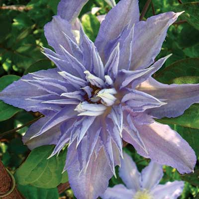 cl_clematis_thyrislund