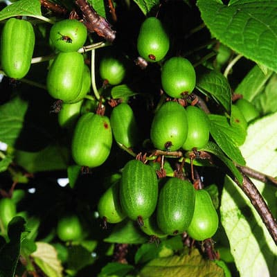 aktinidiya_kolomikta_sentyabrska (1)