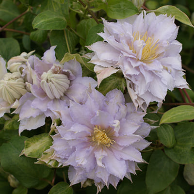 cl_clematis_dancing_king (1)