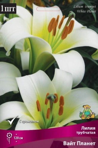 image (52)
