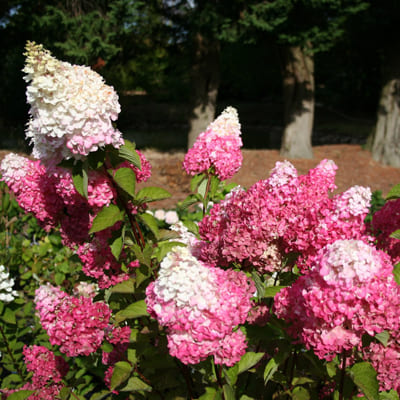 gorten_metel_fraiz_melba (1)