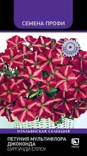 petunia_multiflora_joconda_burgundi_yellow (1)