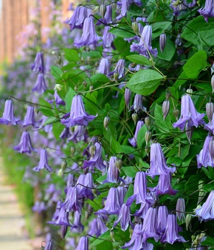 cl_clematis_fairy_dance_ (1)