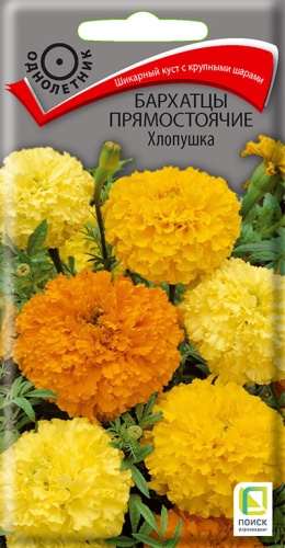 barhatsy_pryamost_hlopushka
