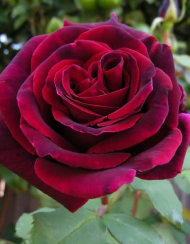 rosa-hybrid-tea-black-baccara-krupnyy-plan (1)