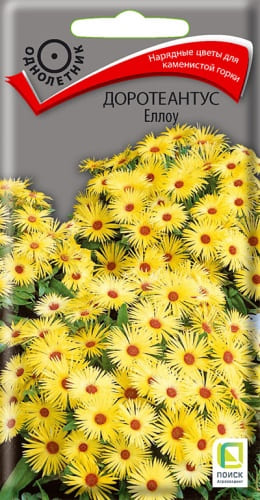 doroteantus_yellou (1) doroteantus_yellou (1)