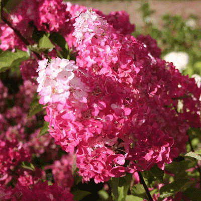 gorten_metel_samarskaya_lidia