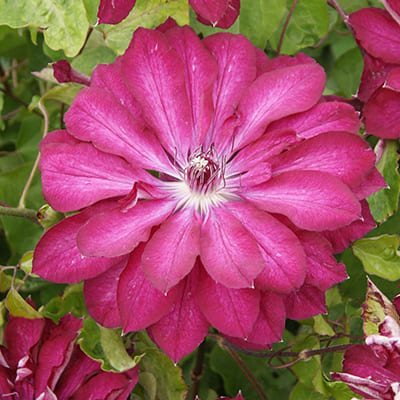 cl_clematis_red_peshn (1)