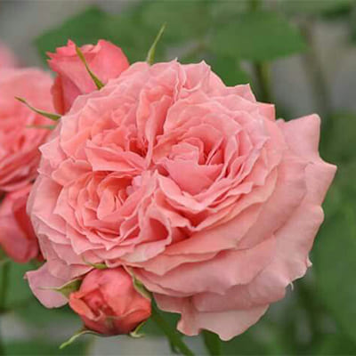 rose_park_coral_jele (1)