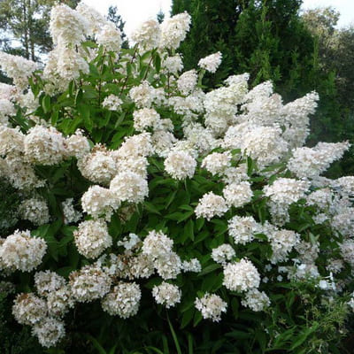 gorten_metel_grandiflora (1)