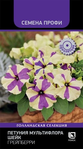 petuniya_multiflora_sheyk_greypberri (1)