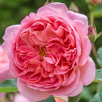 rosa_english_park_boscobel