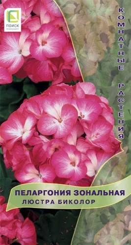 pelargonia_lustra_bikolor