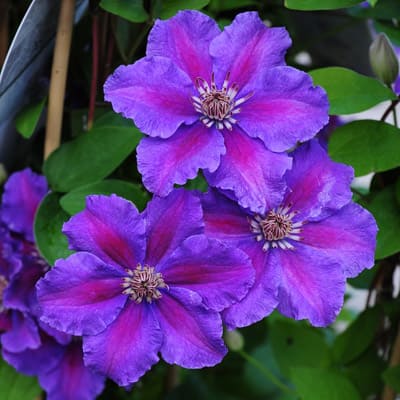 cl_clematis_ashva (1)