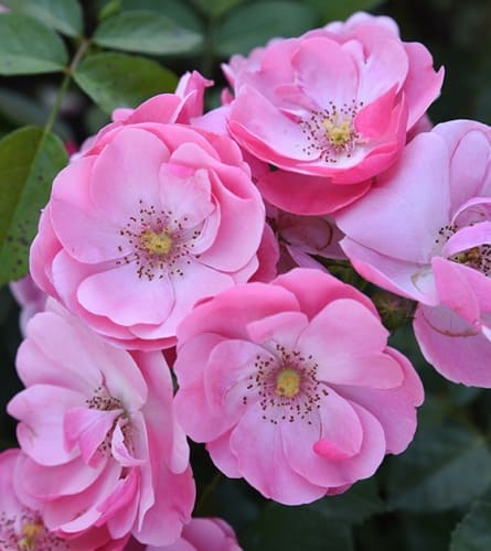rosa_floribunda_angela (1)