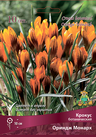 krokus_botanic_oringe_monarh_kaper