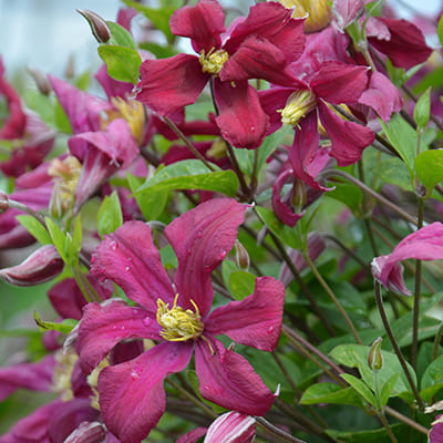 cl_clematis_strawberry_fields (1)