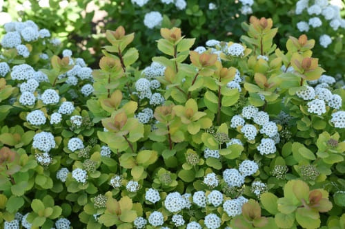 spirea_berezolist_tor_gold (1)