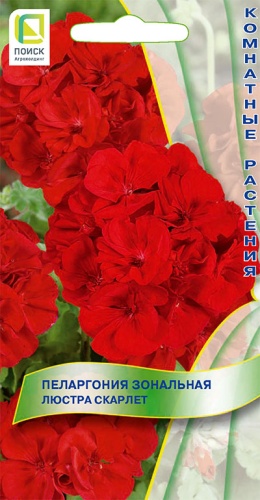 pelargonia_lustra_scarlet