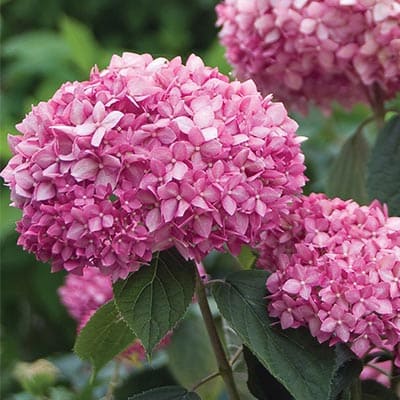 gorten_drev_pink_anabel (1)