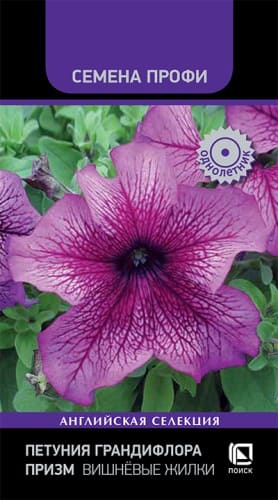 petunia_grandiflora_prizm_vishnevie_zhilki (1)
