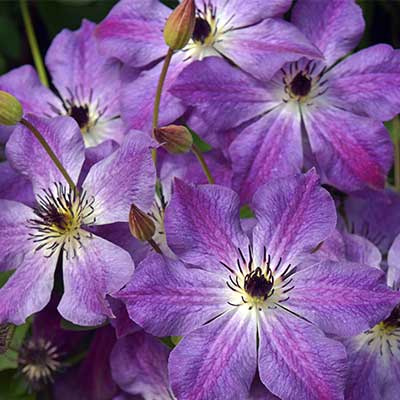 cl_clematis_cloudberst